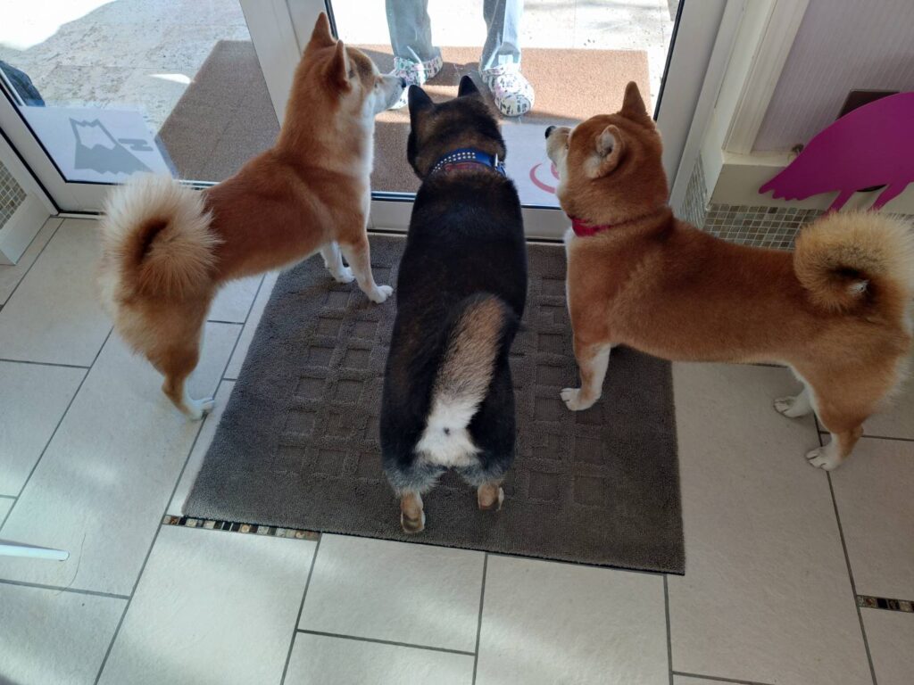 福島市 伊達市 相馬市 南相馬市 内池工業 エクステリア 外構 ガーデン