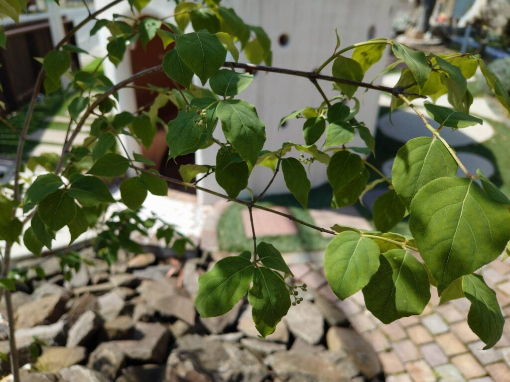 福島市　伊達市　相馬市　南相馬市　内池工業　エクステリア　外構　ガーデン