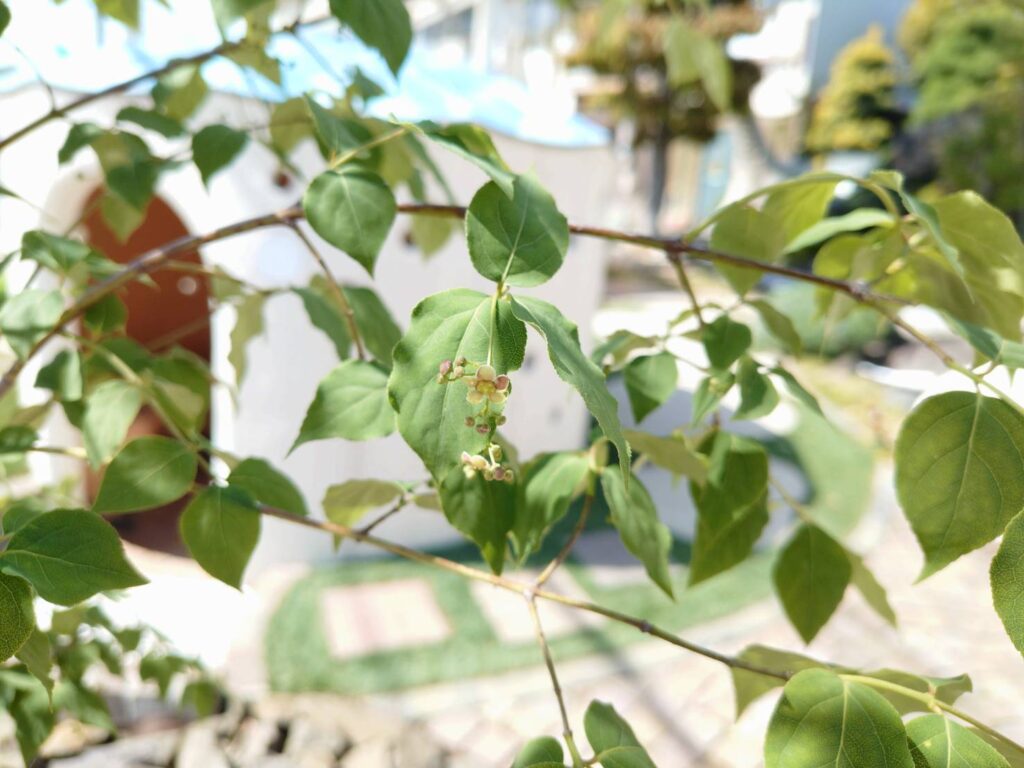 福島市　伊達市　相馬市　南相馬市　内池工業　エクステリア　外構　ガーデン