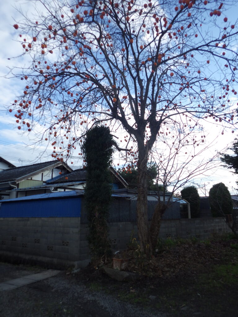 施工実例 福島市/Ｓ様邸　柿の木伐採工事｜内池工業